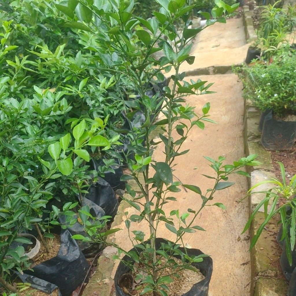 pohon jeruk limau