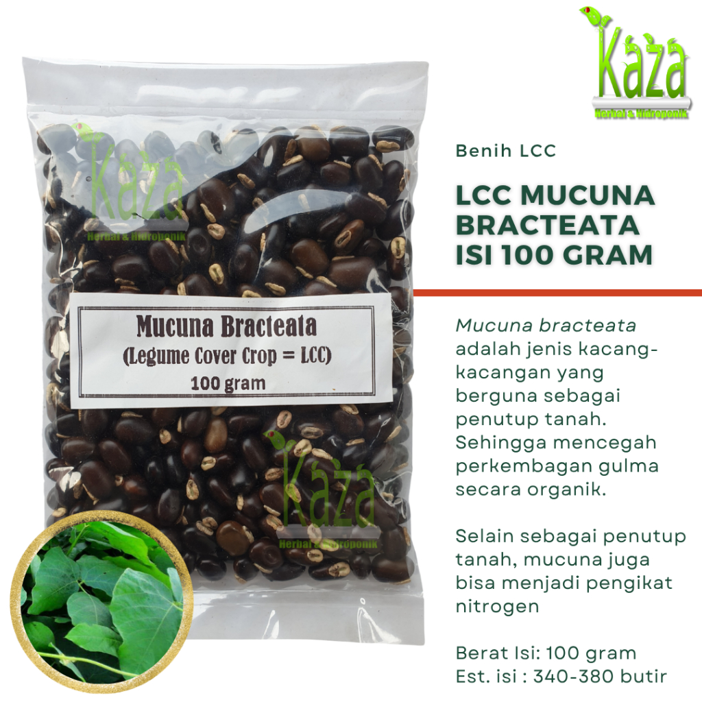 Benih LCC Mucuna Bracteata Lokal 100 gram - kacangan legume cover crop