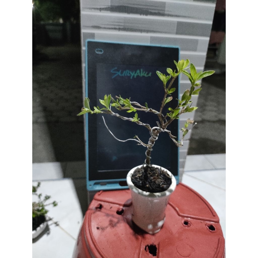Bahan bonsai sancang GMJ siap pajang mamean