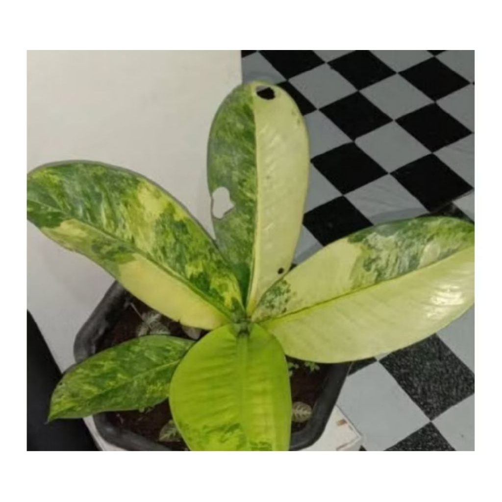 panglima varigata indukan 5kg full media