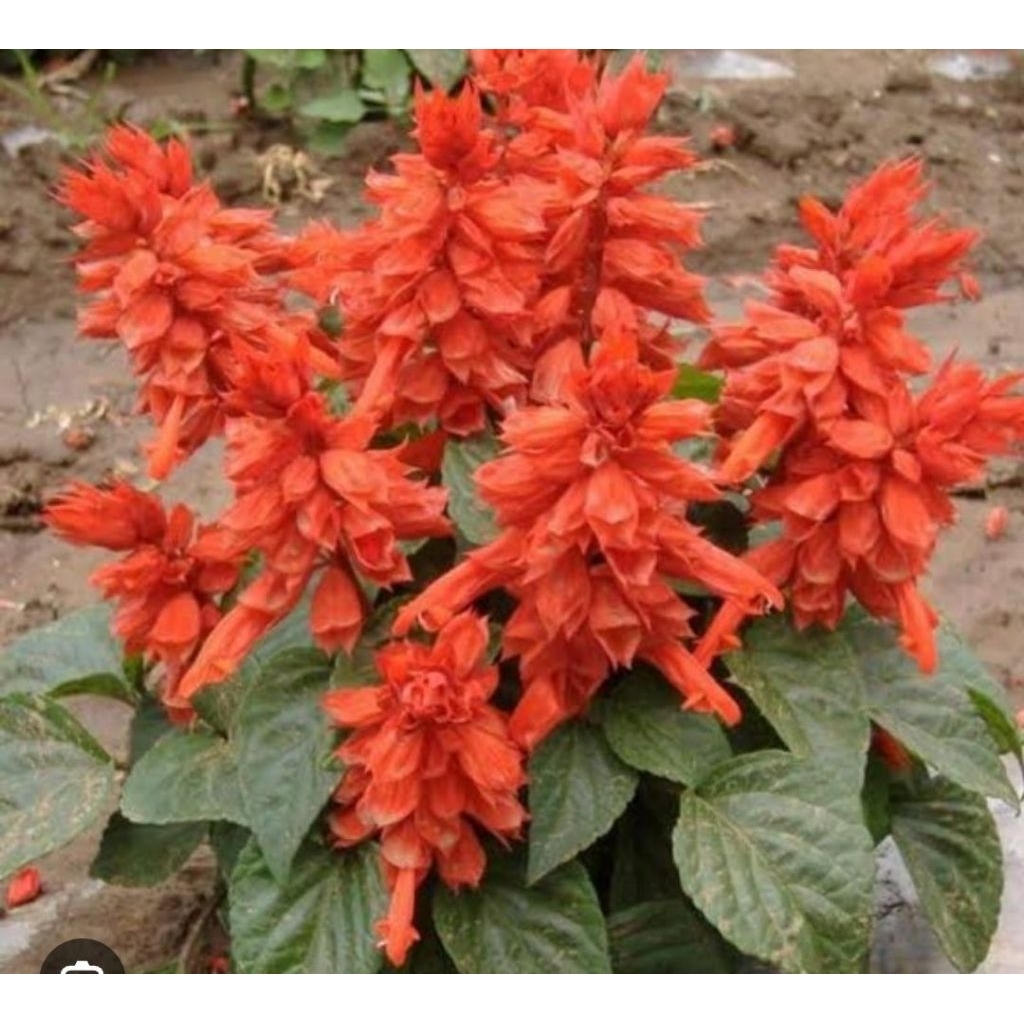 tanaman hias salvia divinorum bunga Oren/bibit tanaman hias bunga salvia divinorum oren