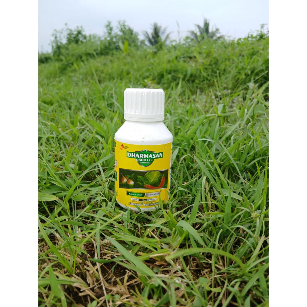 Dharmasan 600 EC Obat Hama Atou Tikus Sawah100 ML