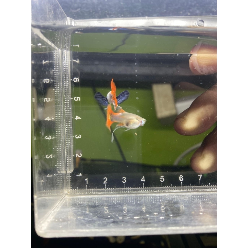 stiker unik prtde ribbon