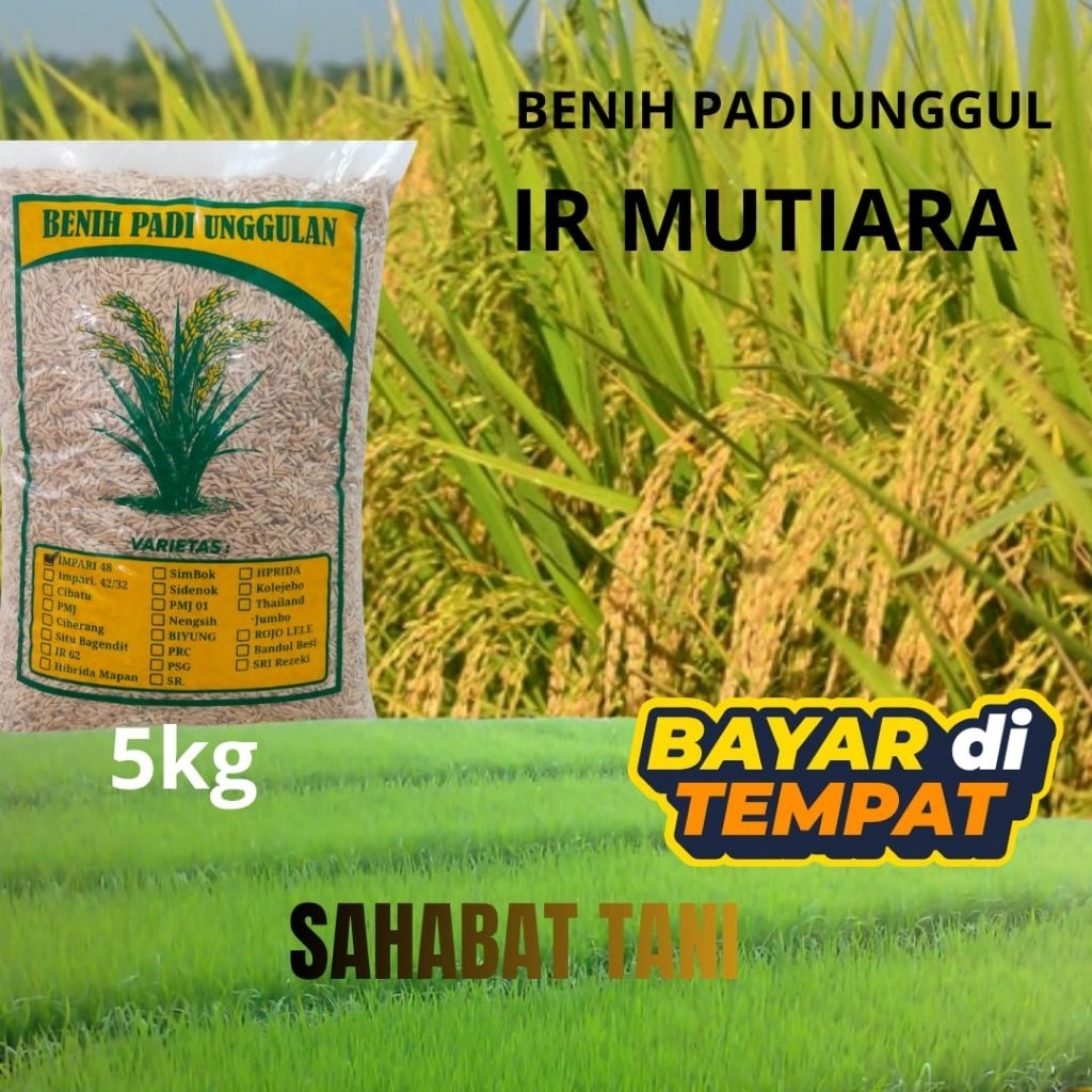 benih ir mutiara padi unggul IR MuTIARA kemasan 5kg