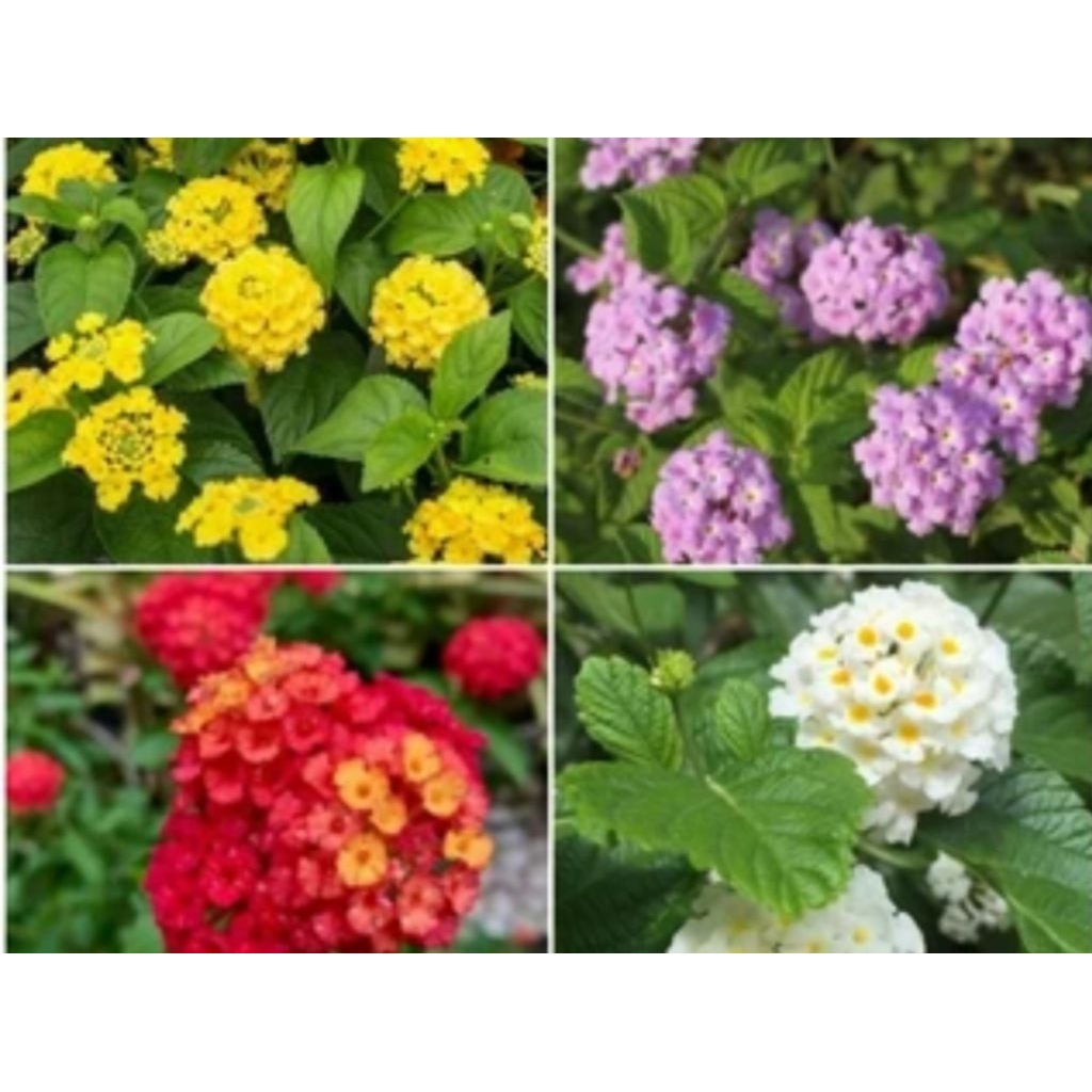 Tanaman bunga Lantana camara 4 warna bunga