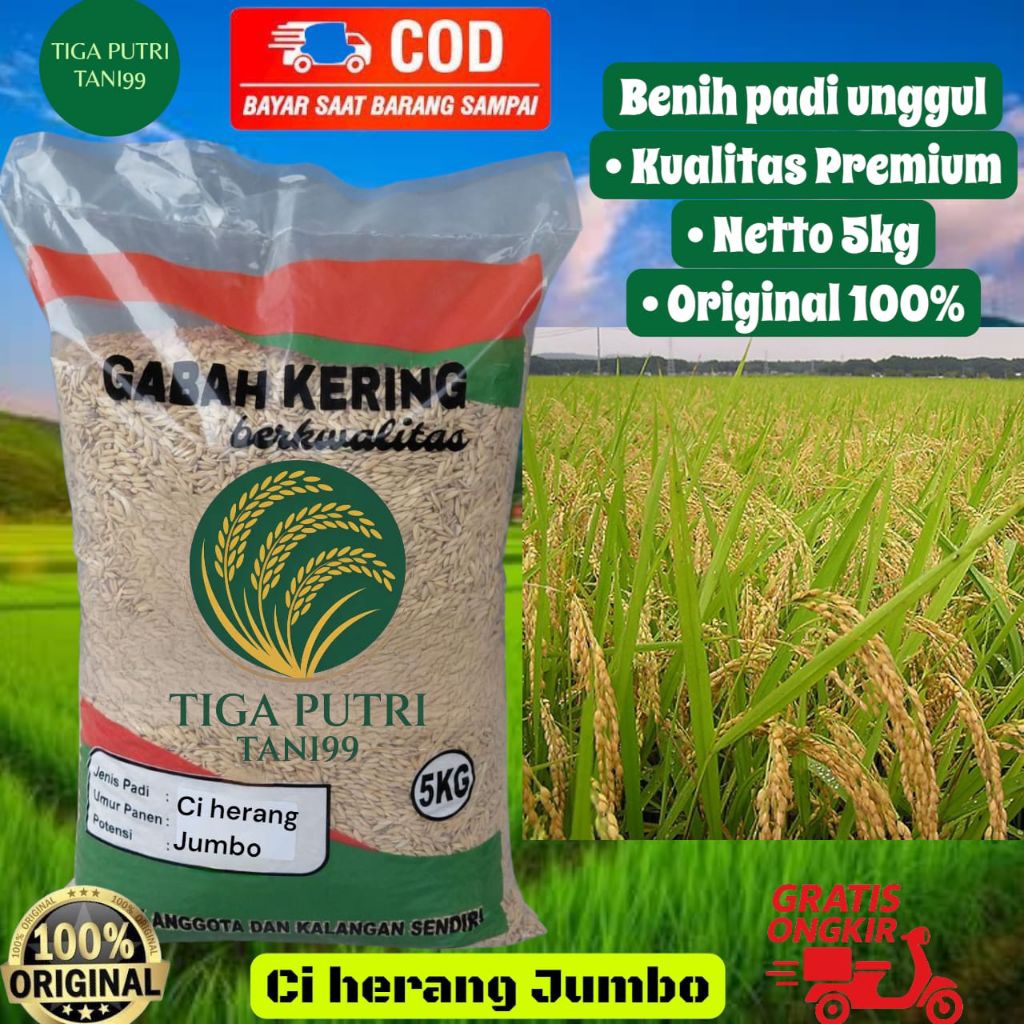 Benih Padi Ciherang Jumbo 5kg Padi Unggul berkualitas