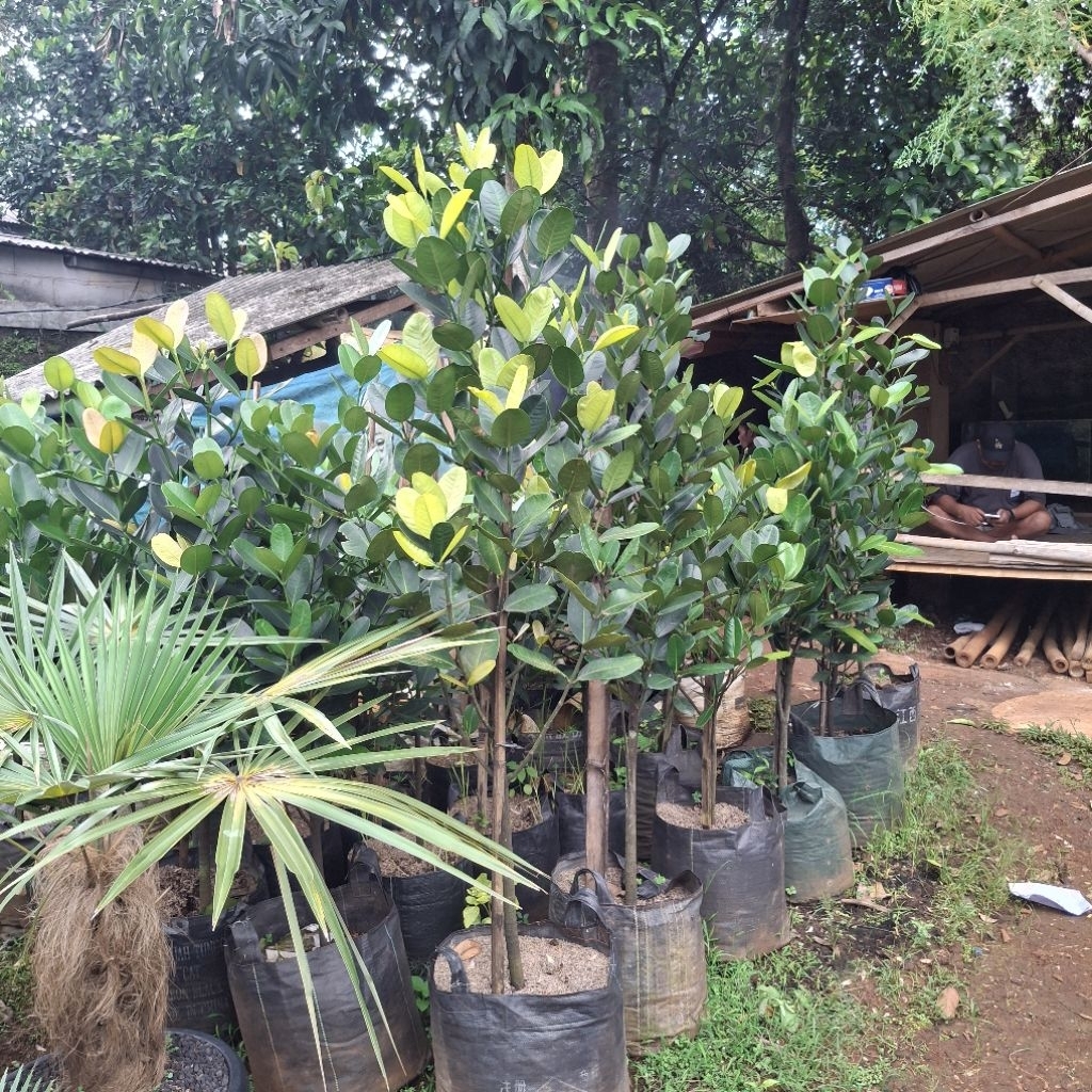 Tanaman hias pohon garnesia tinggi 2 meter - pohon hiasan rooftop