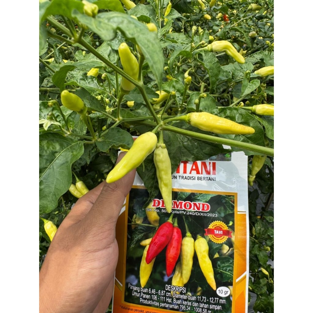 BENIH CABE RAWIT DIAMOND 10 GRAM