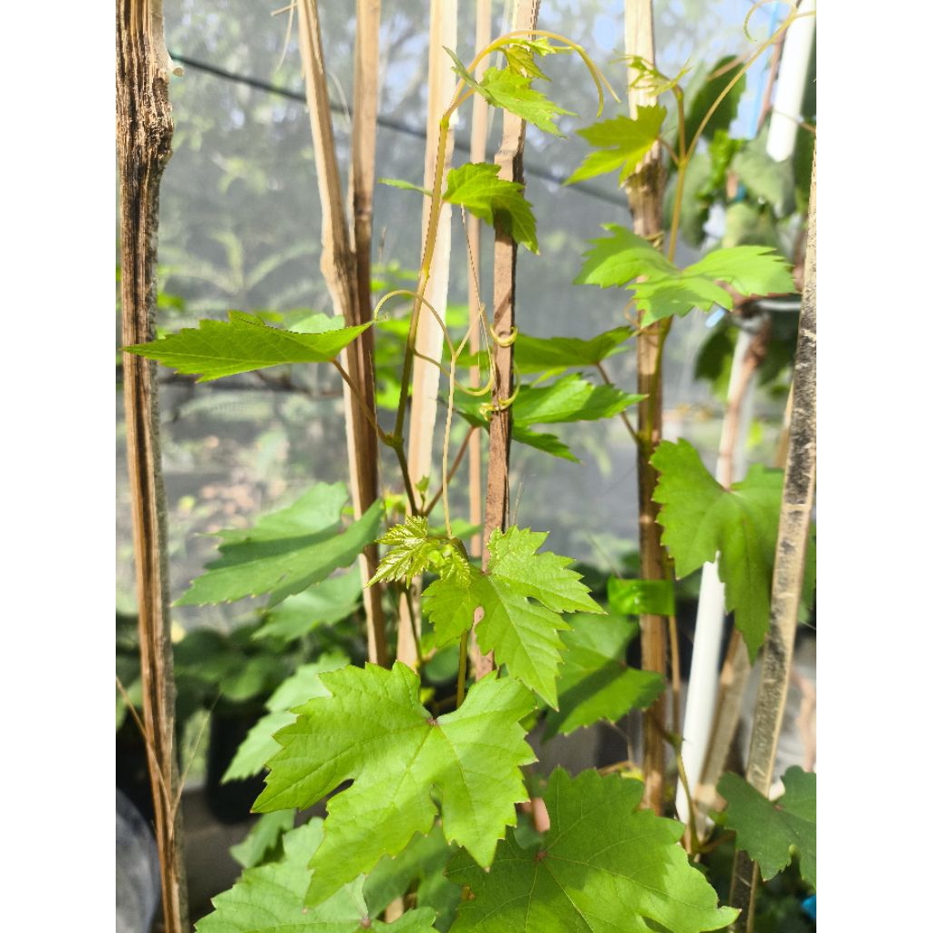 ANGGUR IMPORT OWNROOT GENJAH MUDAH BERBUAH