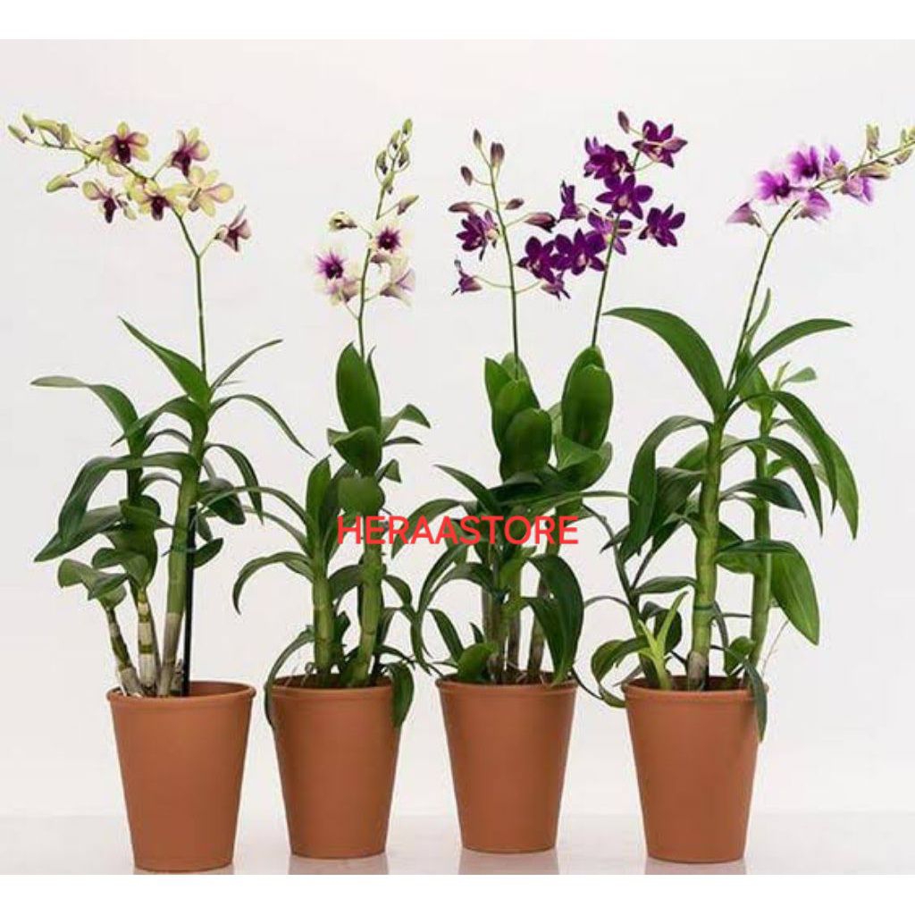 PROMO!!ANGGREK DENDROBIUM DEWASA / BUNGA ANGGREK DENDROBIUM DEWASA MURAH
