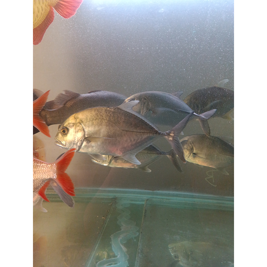GT Air Tawar size 25 cm / Giant Trevally Air Tawar / Ikan Kuwe Air Tawar