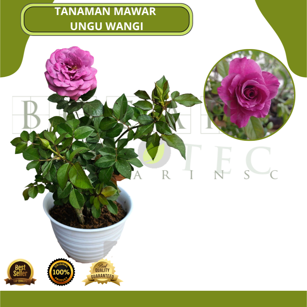 Bibit Tanaman Bunga Mawar Ungu Wangi Bunga Besar/ Mawar Ungu Wangi