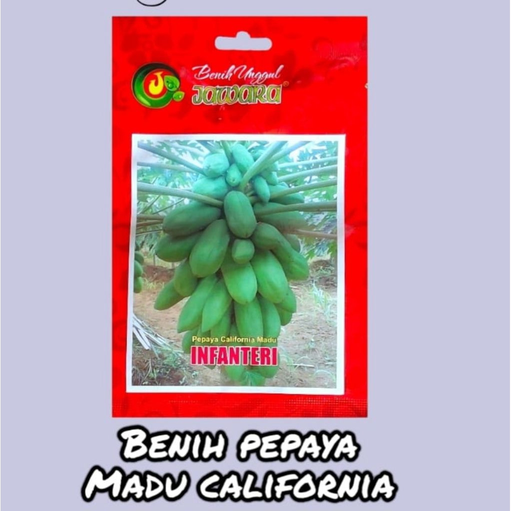 Benih unggul pepaya california madu INFANTERI