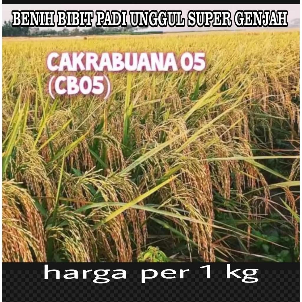 Bibit benih padi cakrabuana 05 kualitas unggul per 1kg