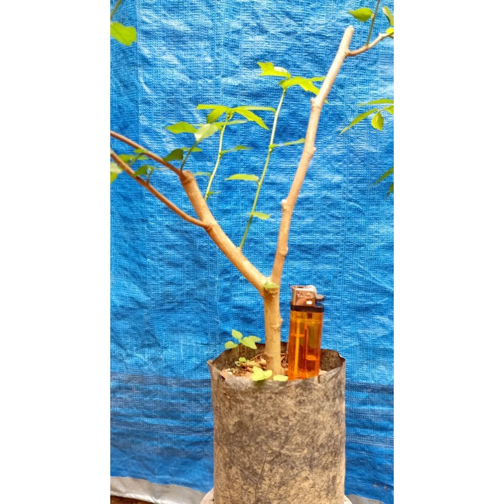 bibit pohon serut /bahan bonsai serut