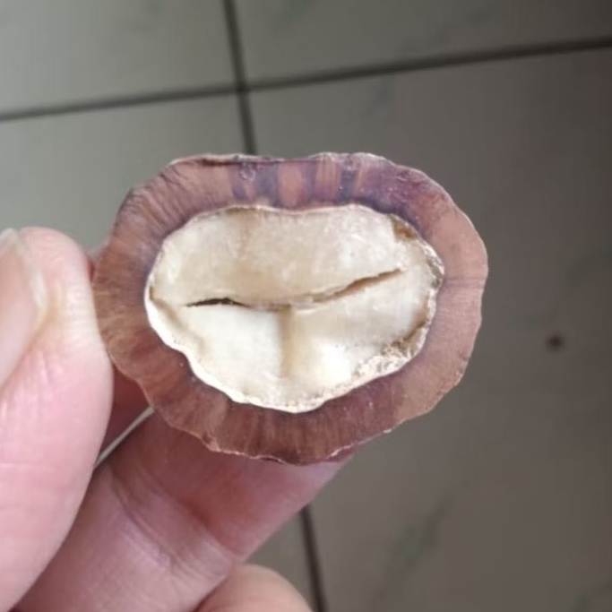 Kemiri Adu Muncang Adu Jayanti Ori Pasangan Mewah