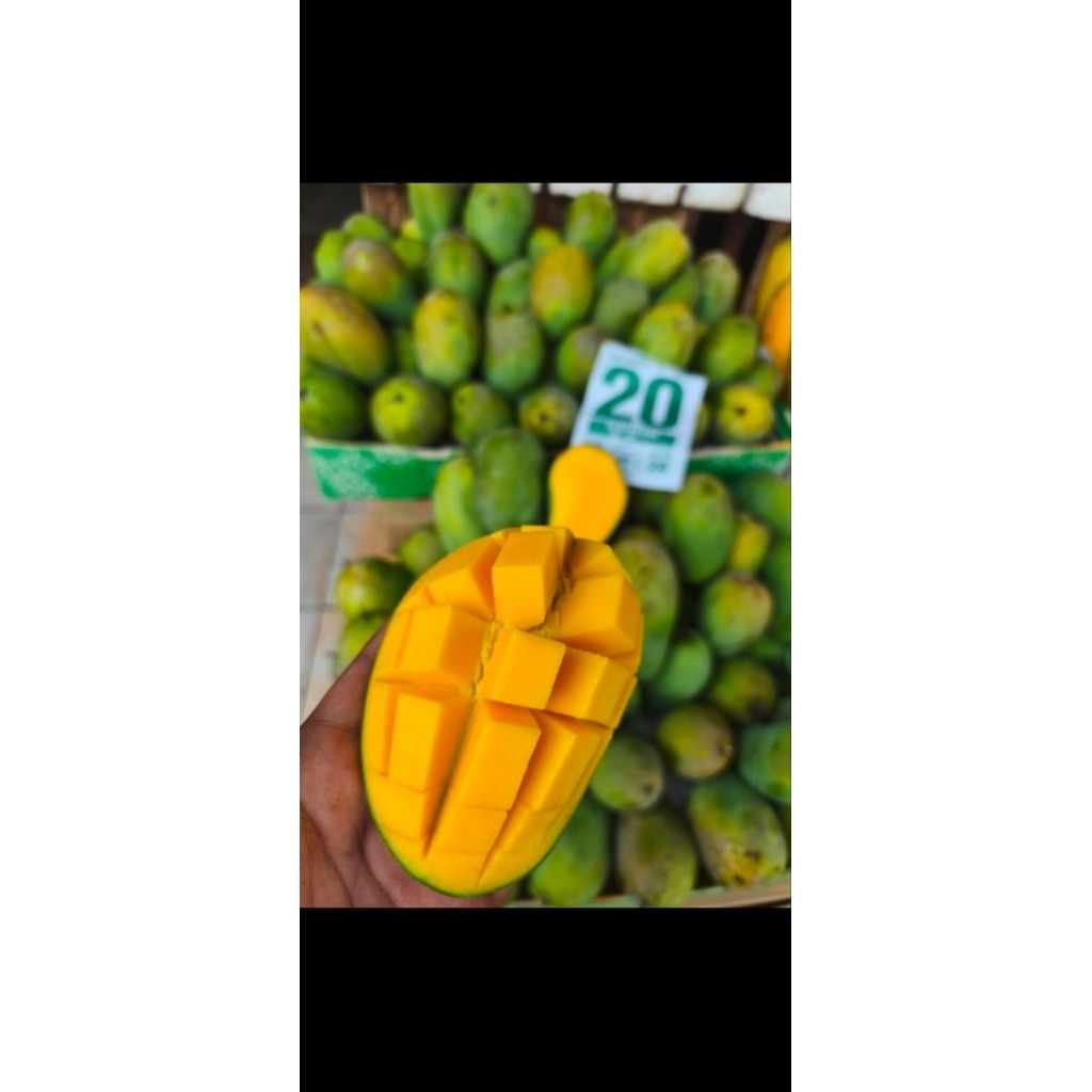 mangga harum manis 1 kg
