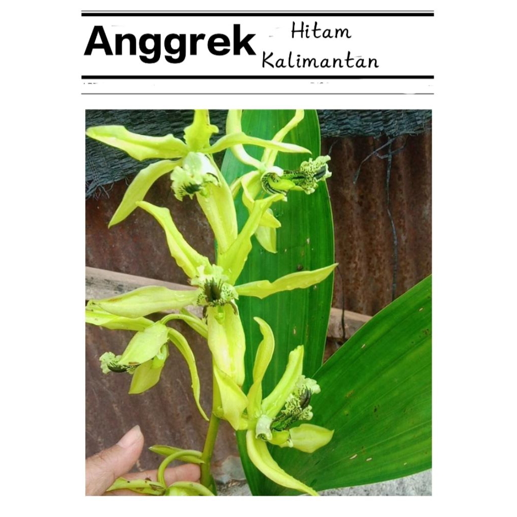 Anggrek Hitam Kalimantan