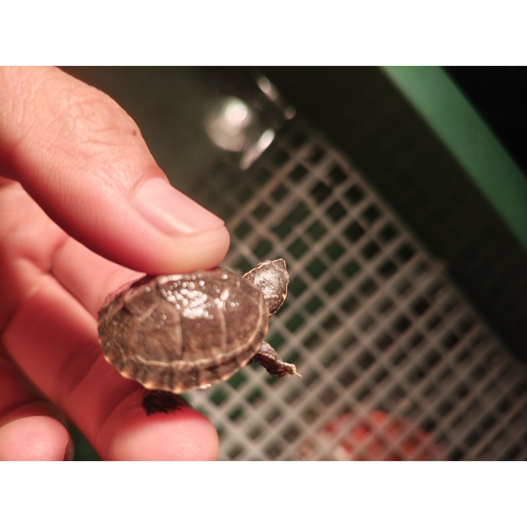 kura-kura air terkecil sedunia stinkpot bakat cerah rakus