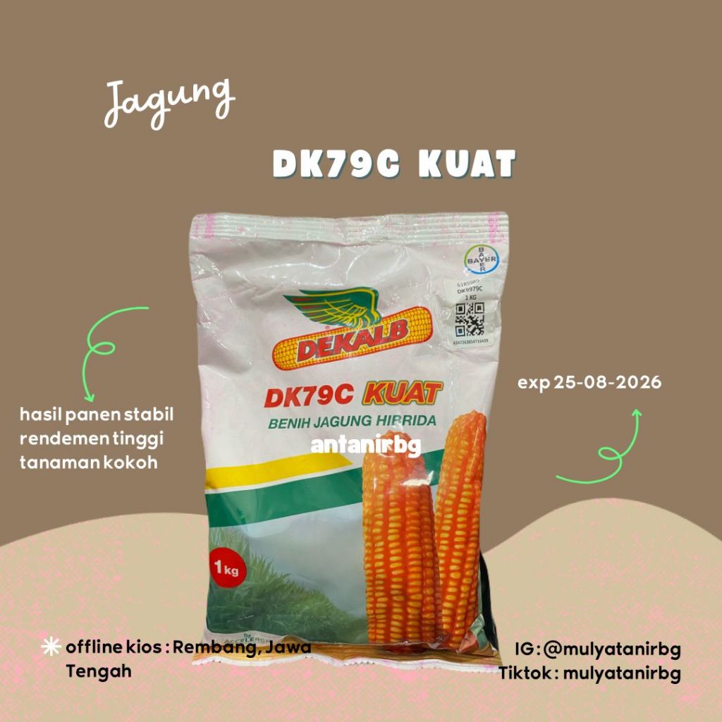 Benih Jagung DK79C Kuat 1 KG-BAYER