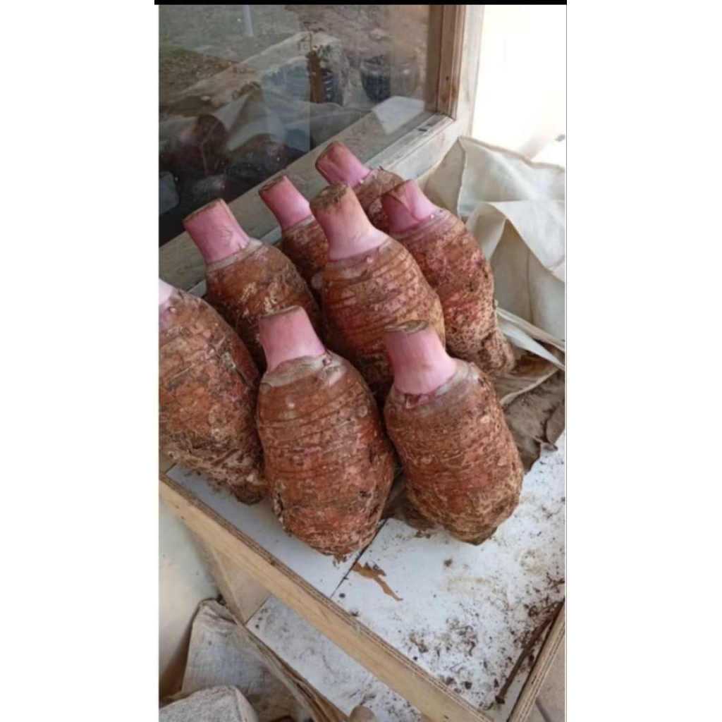 Umbi talas Pratama 3/talas ungu 2 kg