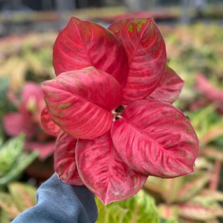 BEST SELLER AGLONEMA WULANDARI MENOR, SIZE REMAJA - TANAMAN HIAS AGLONEMA