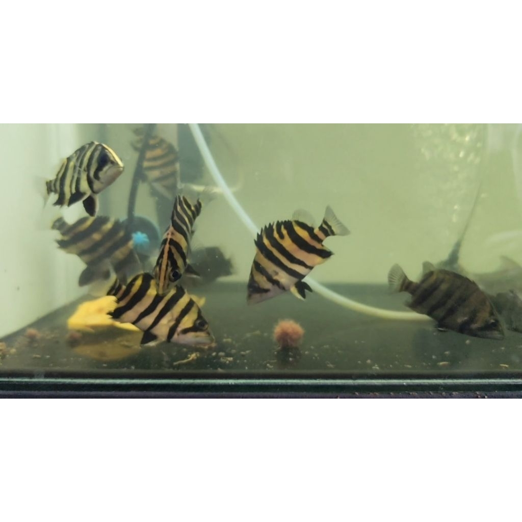 Ikan datz sumatera grade AA cbcn crossbelly crossneck