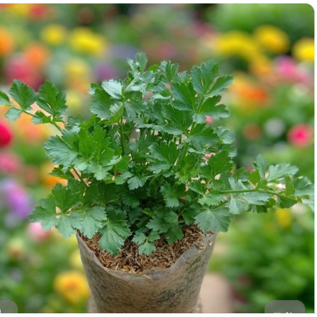 Tanaman Seledri | Panda Mulya | Tanaman Seledri