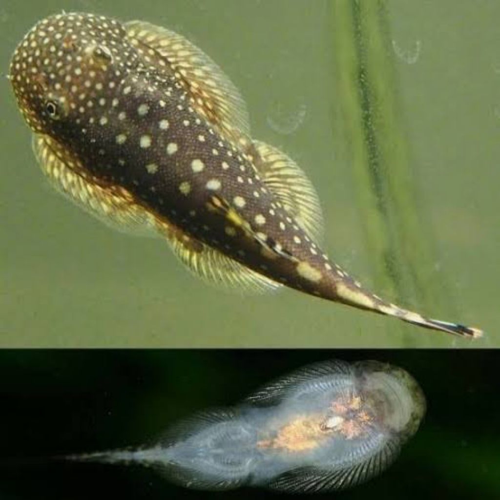 5 EKOR IKAN HIAS BORNEO SUCKER