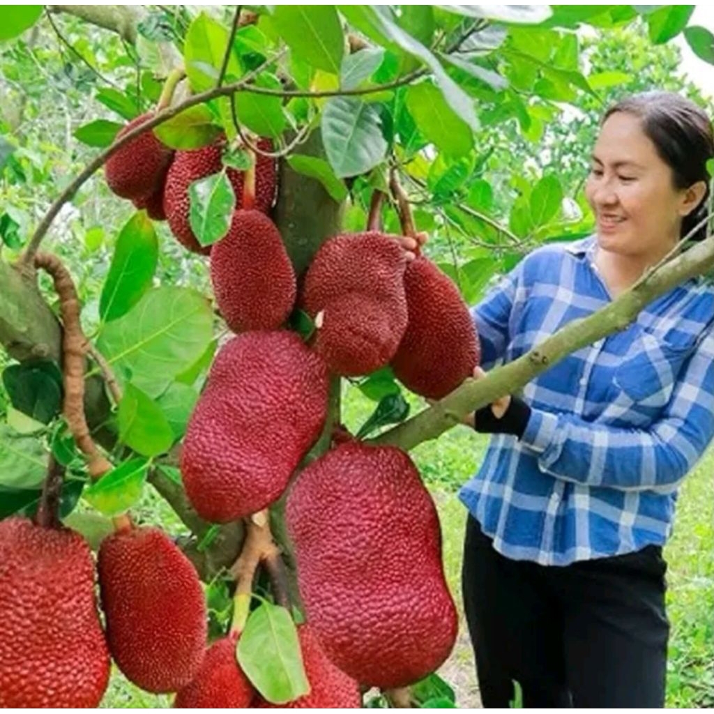 Bibit Nangka Merah Thailand super murah