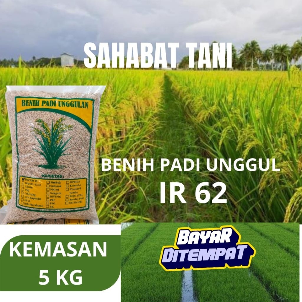 benih padi unggul IR 62 dengan kemasan 5kg benih padi Ir62