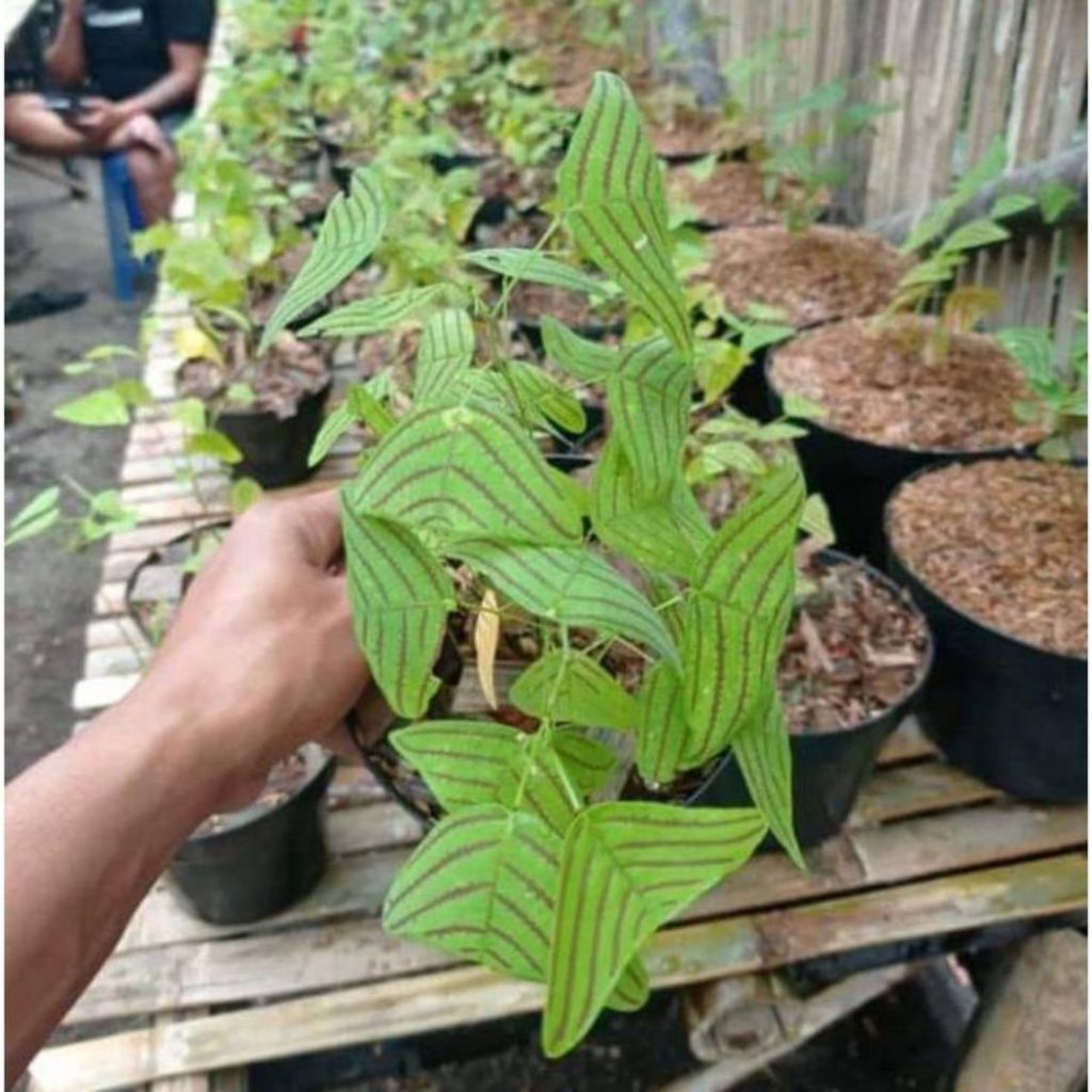 murah tanaman hias kupu-kupu batik - tanaman hias kupu- kupu