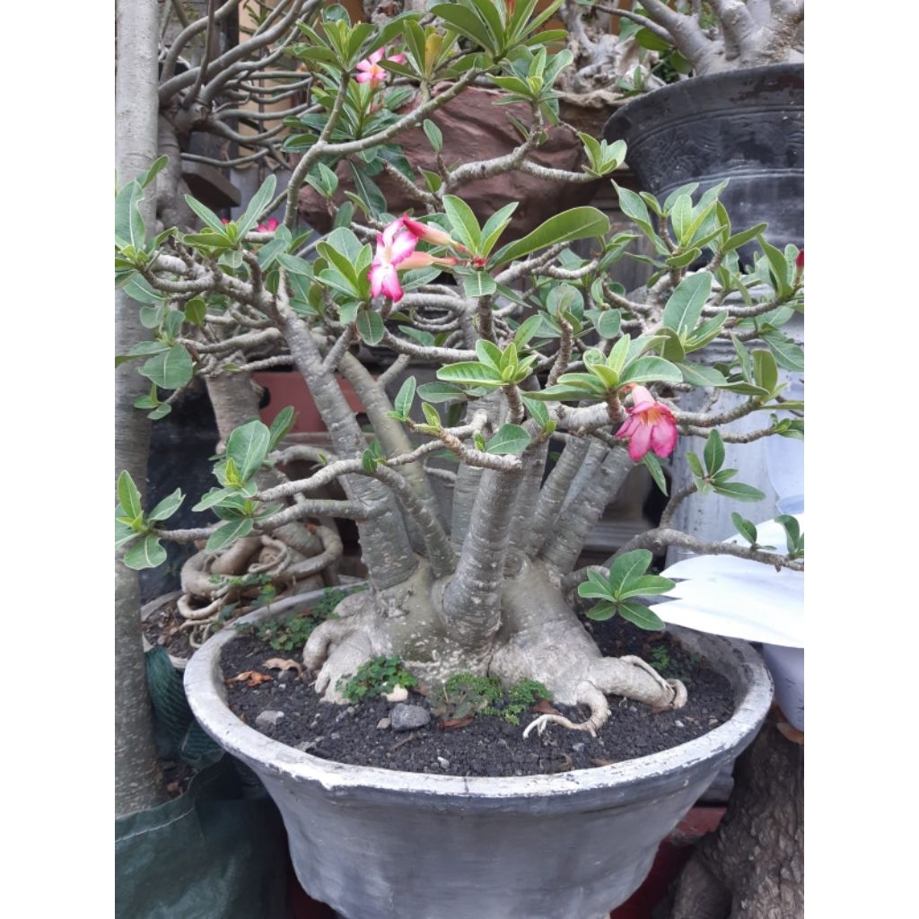arabicum jumbo pot 60 rajin bunga