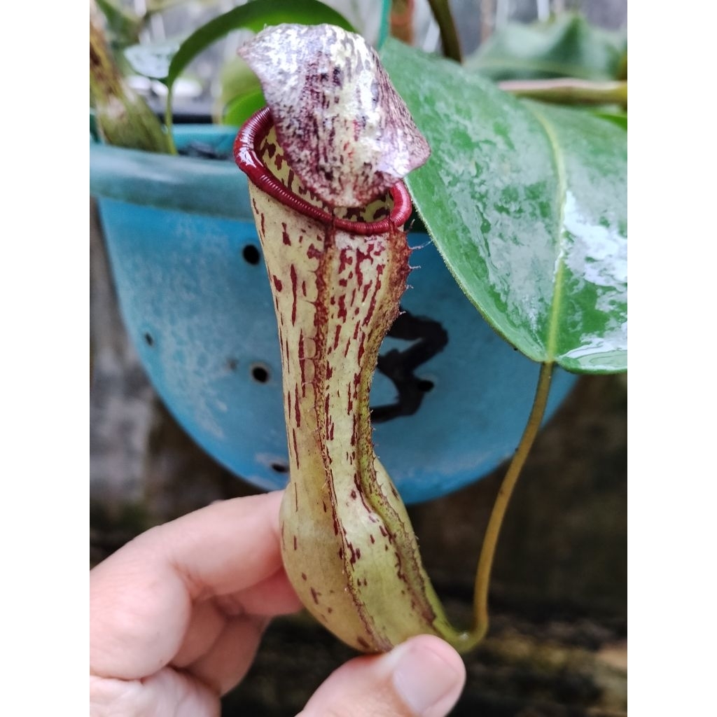 Nepenthes Faizaliana X Clipeata