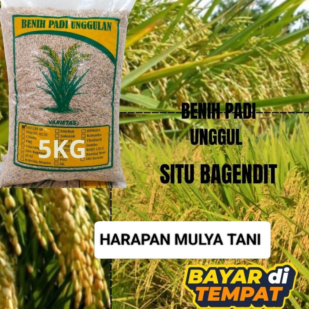 benih padi unggul berkualitas SITU BAGENDIT kemasan 5kg