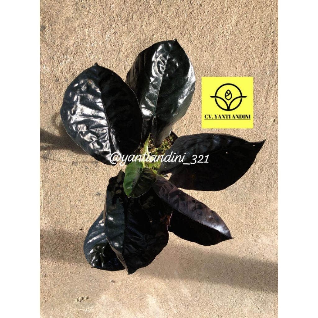 Alocasia infernalis Black Indo Big