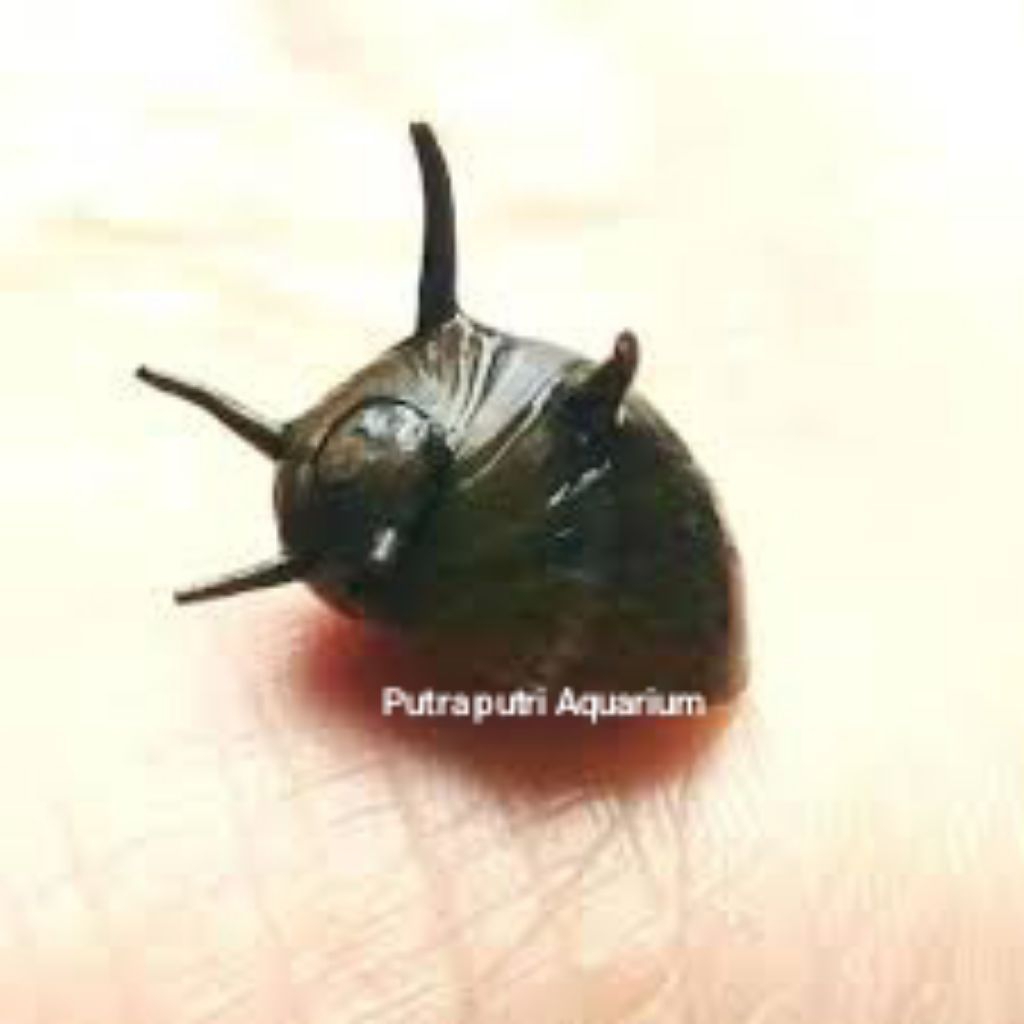 Hiasan Aquascape Keong Tanduk