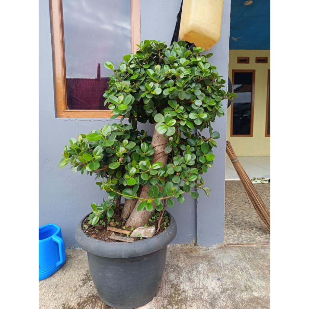 bonsai taman dolar