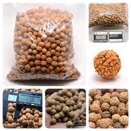 500GR BIJI JENITRI GRADE A MOTIF Untuk Kerajinan Setengah Kilo Rudraksha Genitri Jenitri Alami Banya