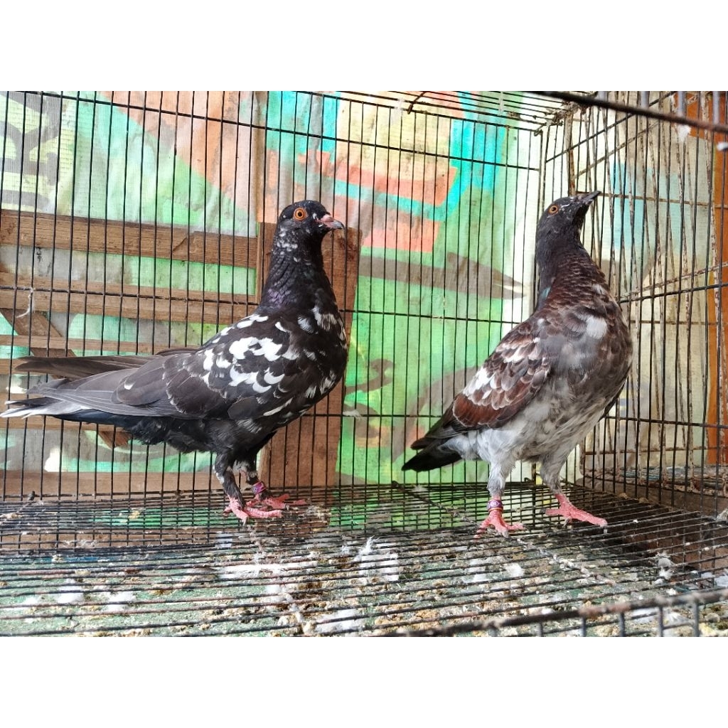 Merpati blorok silangan js jawa sungut remajaa sepasang