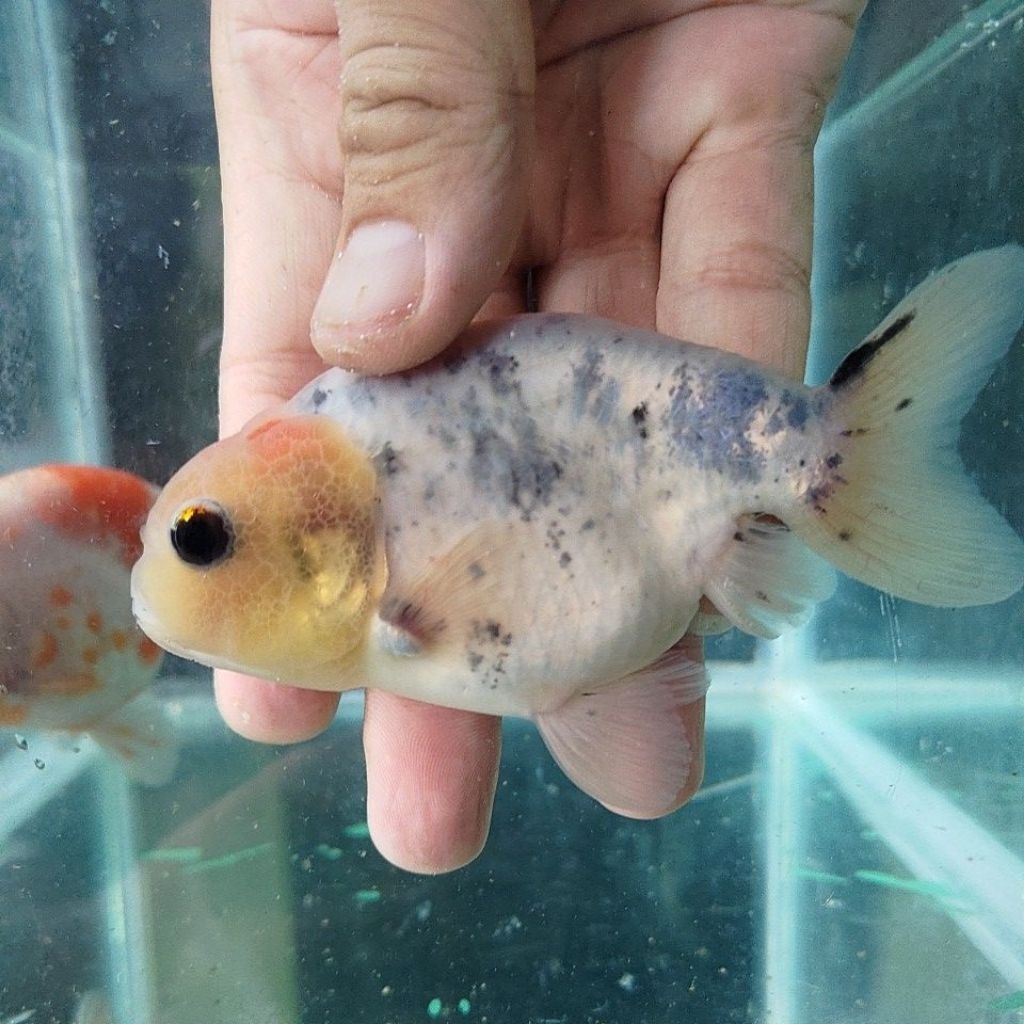 Pelet ikan koki ranchu, paket 2 ekor ikan mas koki ranchu calico sapi & sakura (sepasang)