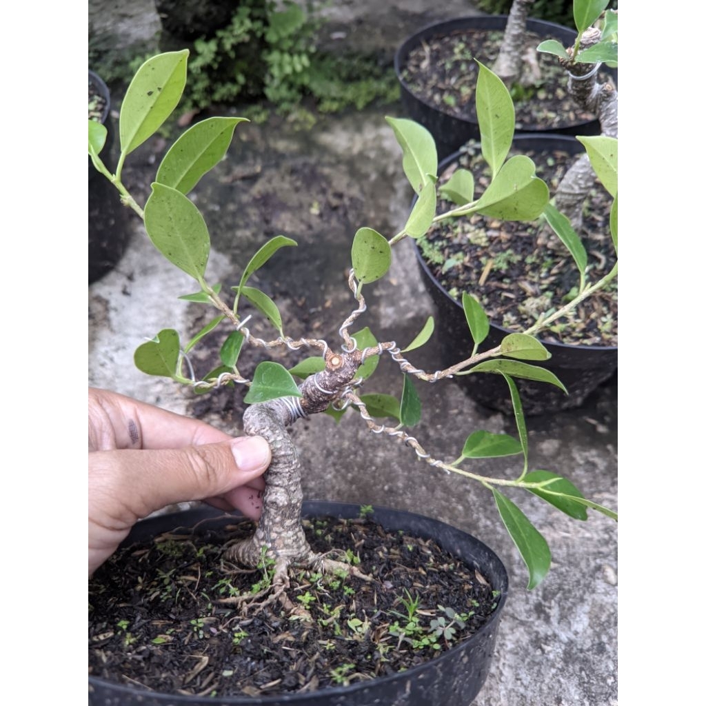 Bahan Bonsai Beringin Kimeng