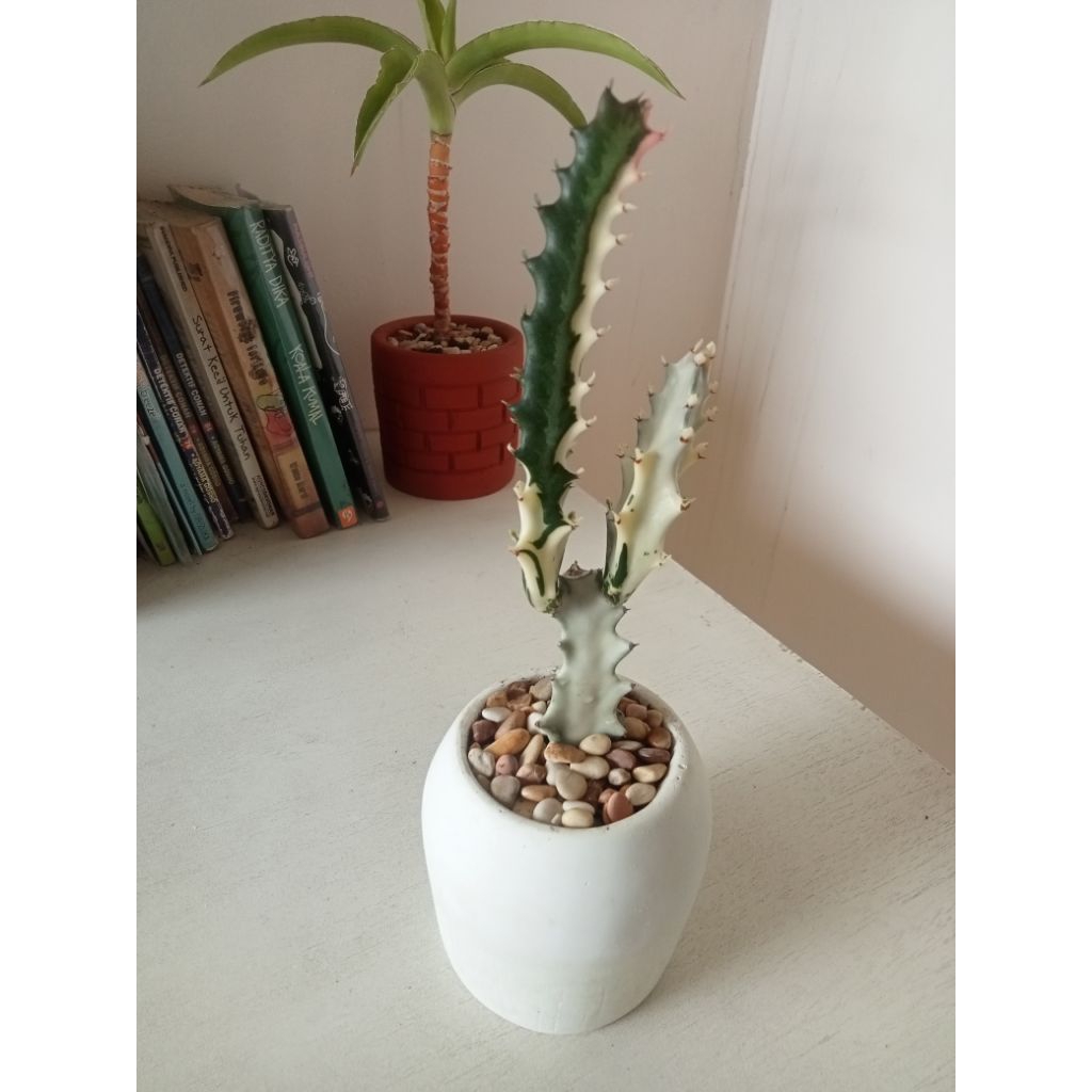 euphorbia lactea ghost varigata