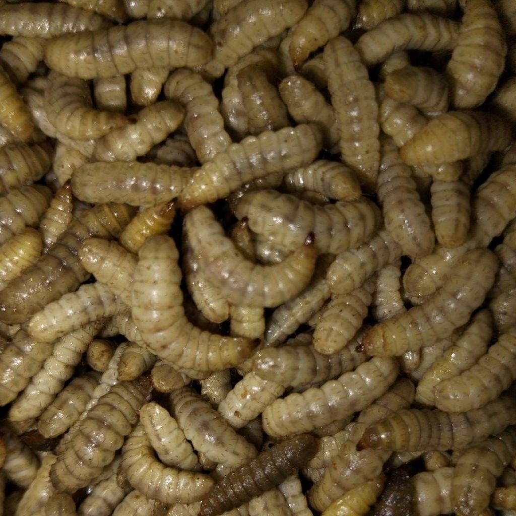 magot hidup,telor magot BSF,pakan ikan,pakan burung