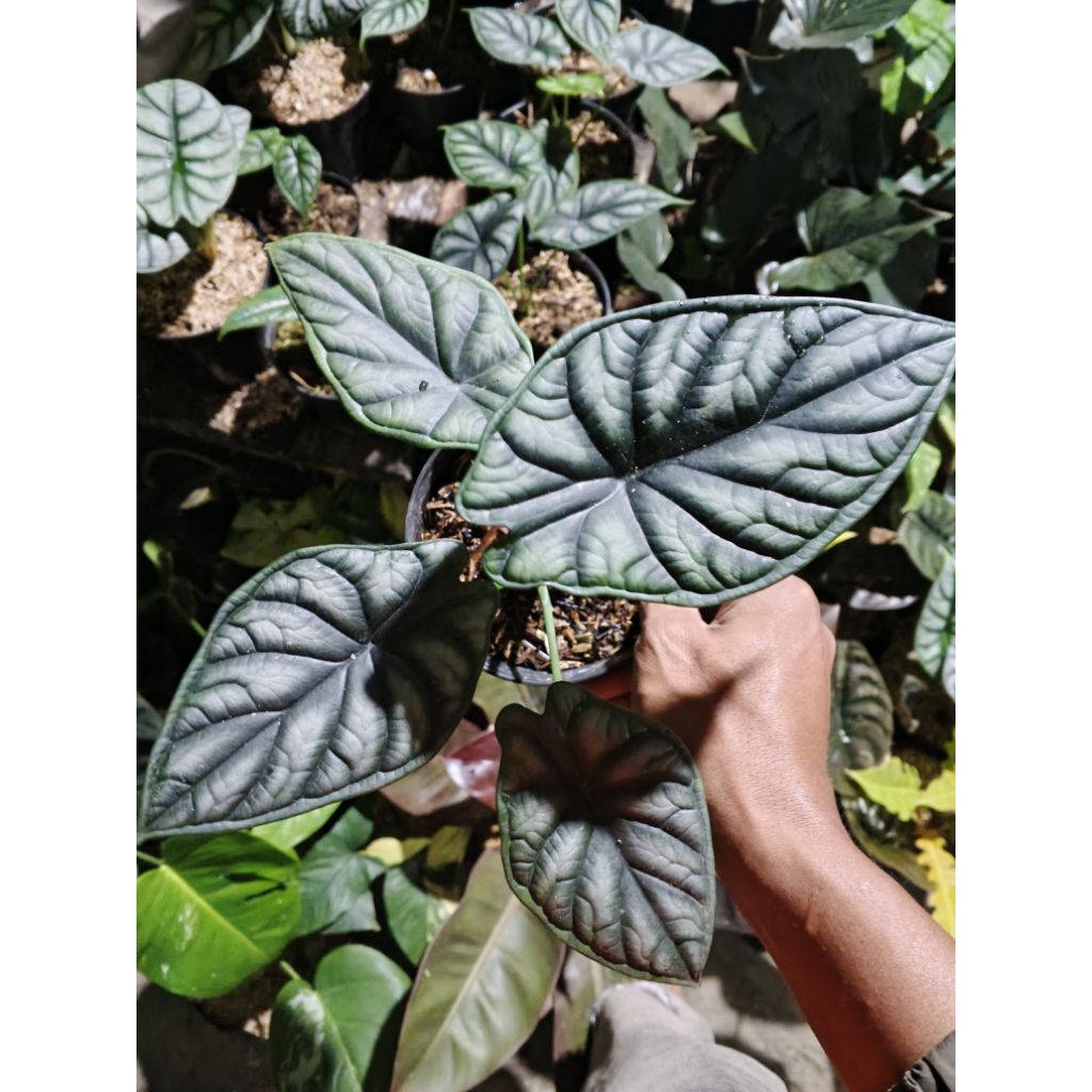 alocasia dragon scale