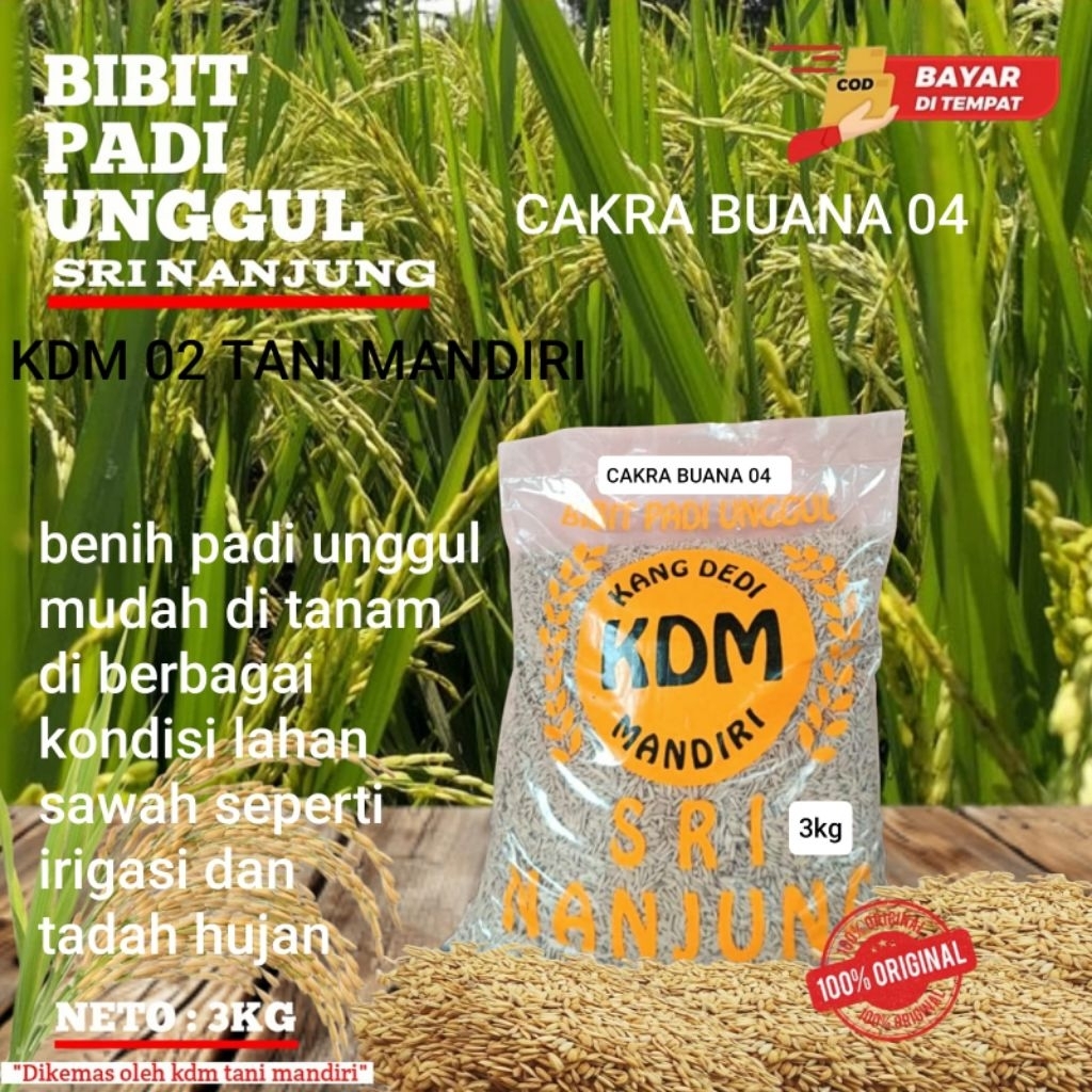 BIBIT PADI LOKAL CAKRABUANA 04 KEMASAN 3KG BIBIT PADI UNGGUL