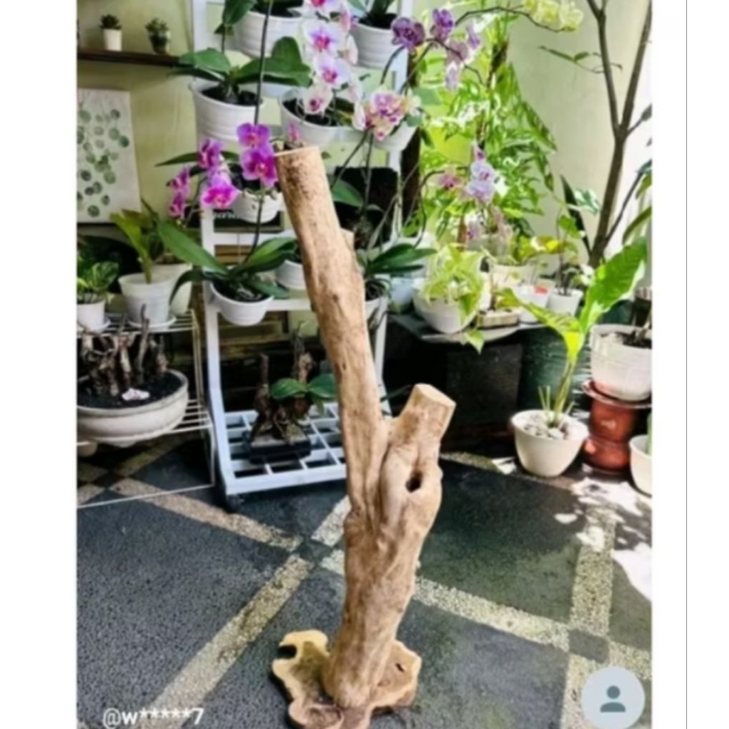 bonggol kayu kopi untuk media tanam anggrek/ tinggi 150cm+tatakan kayu bulat