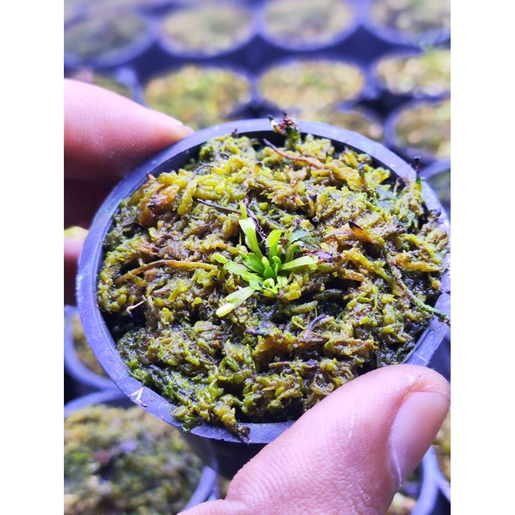 Dionaea Muscipula Spiderman (Rare)/Venus flytrap