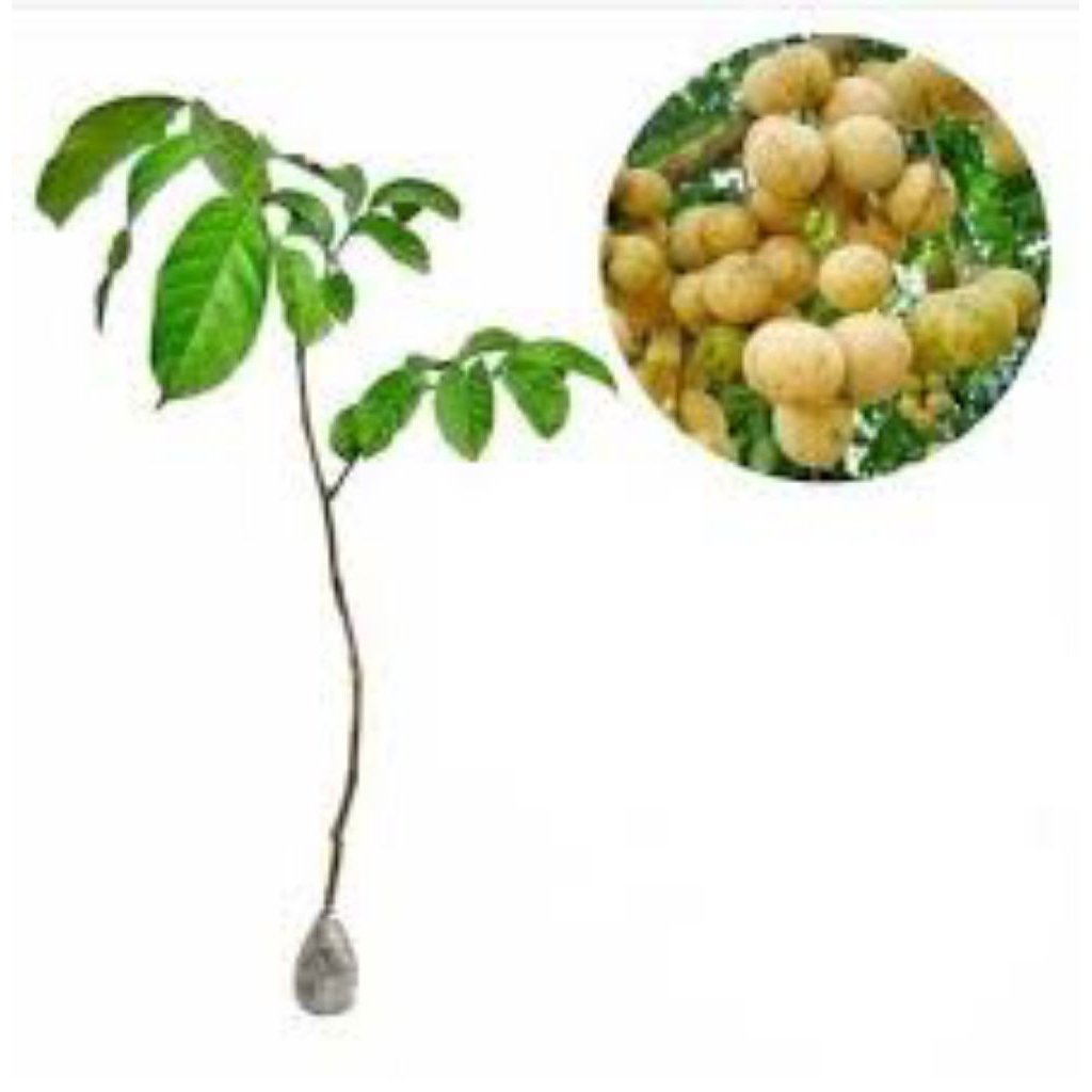 bibit pohon duku ras Palembang, duku manis duku palembang