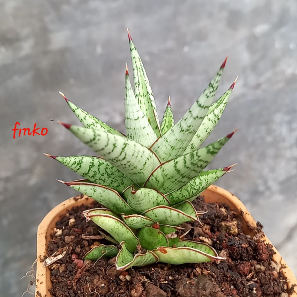 sansevieria hybrid royal crown x cordova